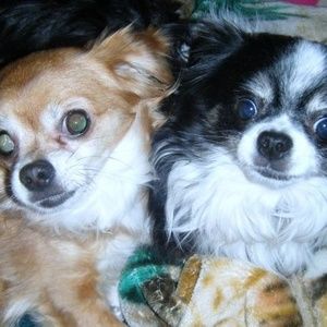 Meet your Posher, Brenda